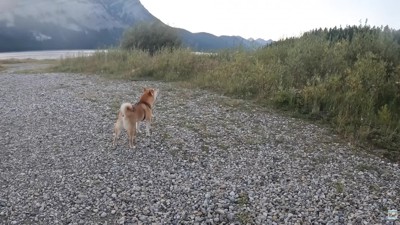 吠えて警戒している様子