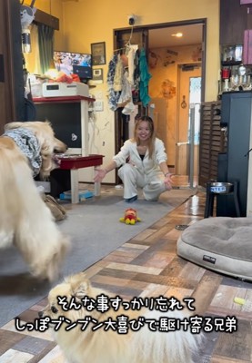 長女へ駆け寄る大型犬