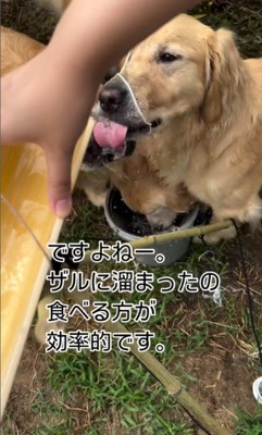 流しそうめんをする大型犬3頭8
