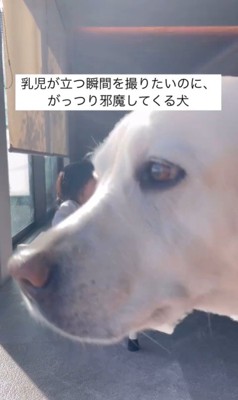 きぬちゃんと立つ練習中の赤ちゃん4