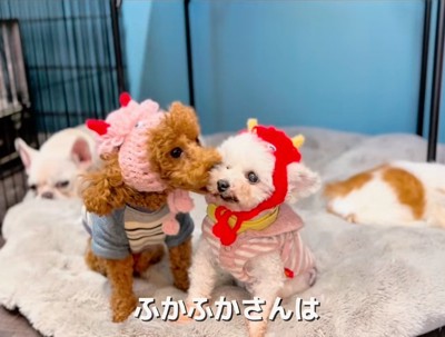 他の犬に毛繕いされる