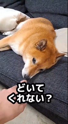 「どいて」と頼んでも無視!
