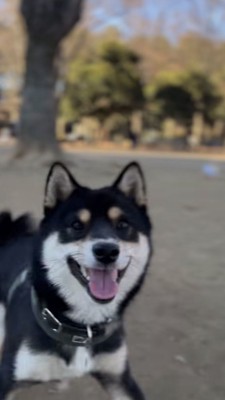 満面の笑みで真ん中に映る黒柴