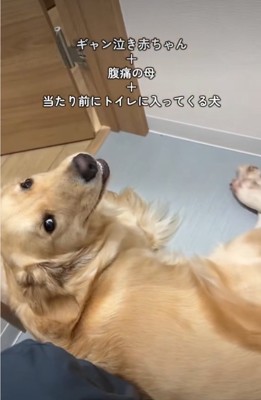 見上げる犬