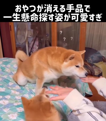 不思議そうな柴犬