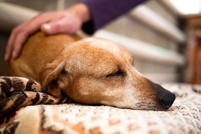 犬を撫でる手