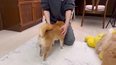 飼い主さんに助け舟