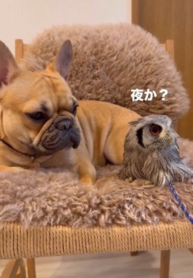 キョロキョロするはっさくくん