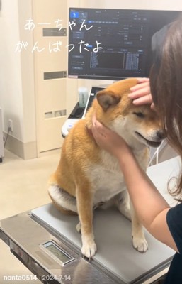 ママに撫でられるあーちゃん