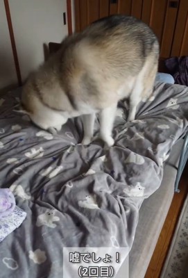 嘘でしょを連呼するおばあちゃん