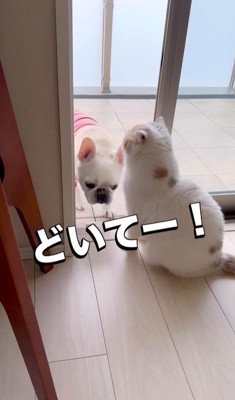 うどん君とあられちゃんの愉快なやり取り9
