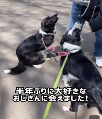 座る2匹の犬