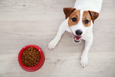 フードが入った食器のそばで伏せている犬