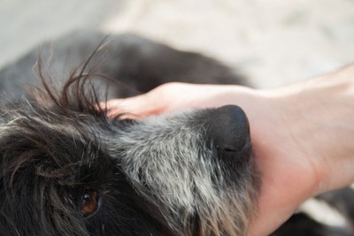 顎を撫でられる犬
