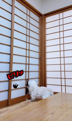 とうふちゃんの障子破り7