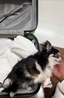 スーツケースに入っている小型犬