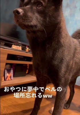 オヤツをもらいたい