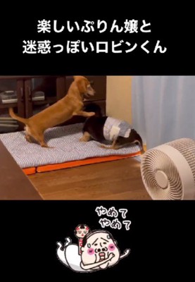 兄犬が大好きなぷりんちゃんでした