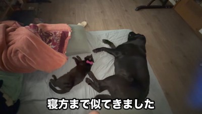 寝相がシンクロ!