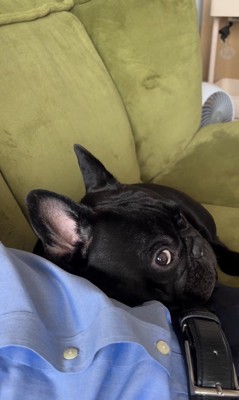 お留守番を察したジェットくん4