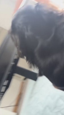 ダックスフンドの後頭部
