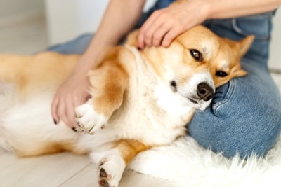 寄りかかって撫でてもらう犬