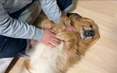 お腹を撫でてもらう犬