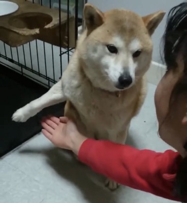前足を差し出される犬