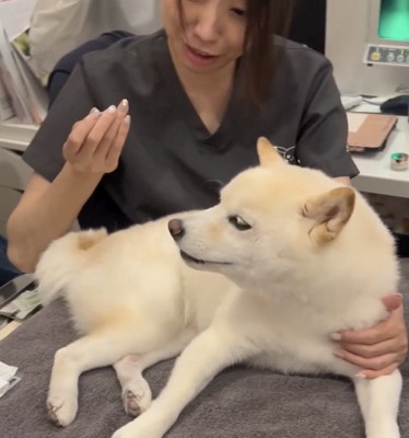 先生と柴犬の掛け合い2