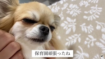 飼い主さんを独り占めするライくん9