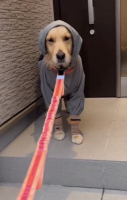 階段前で固まる犬