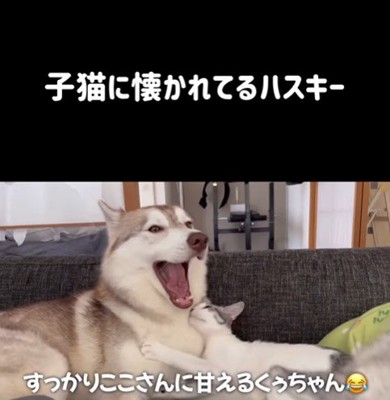 りりたん&ここちゃん&くぅちゃん2