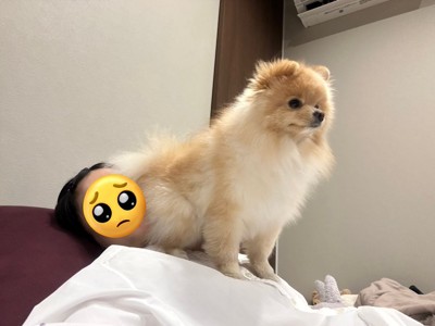 犬は信頼の証に