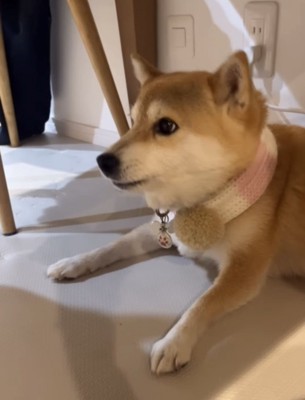 無視する犬