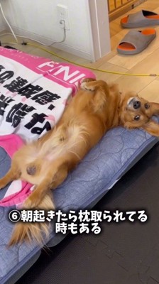 飼い主の枕の隣に寝転がる犬