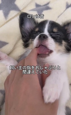 飼い主の指をくわえる犬