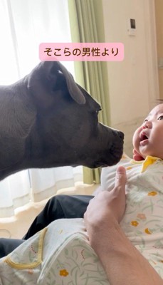 赤ちゃんの顔に鼻を近づける犬