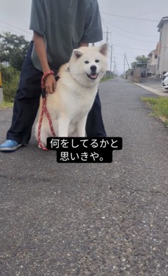 笑顔でこちらを向く犬