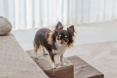 見つめてくるチワワ