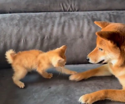 猫パンチするわさび君
