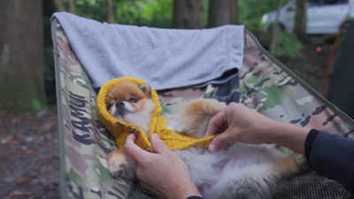 イスの上で服を着せられる犬