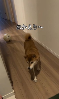 お姉ちゃん帰宅時のけいちゃん2