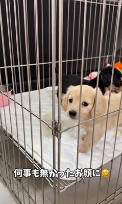 足湯を覚えた赤ちゃん犬⑩