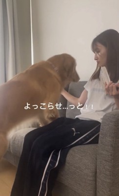ソファに乗る犬