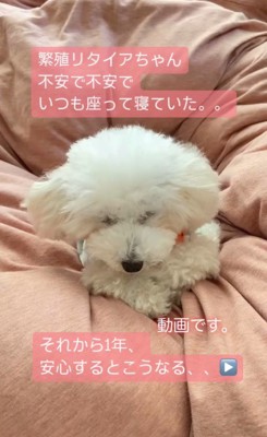 まめちゃんの変化