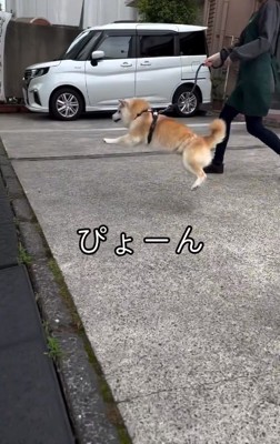 高くジャンプするうーちゃん