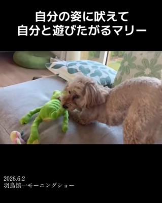 オモチャで遊ぶ小型犬
