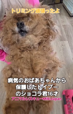 ボサボサの老犬