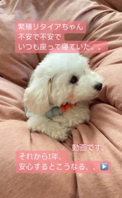 まめちゃんの変化3