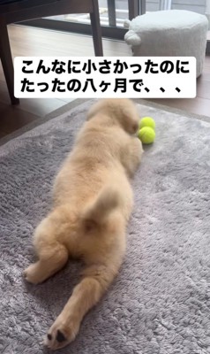 ビビちゃんの成長5